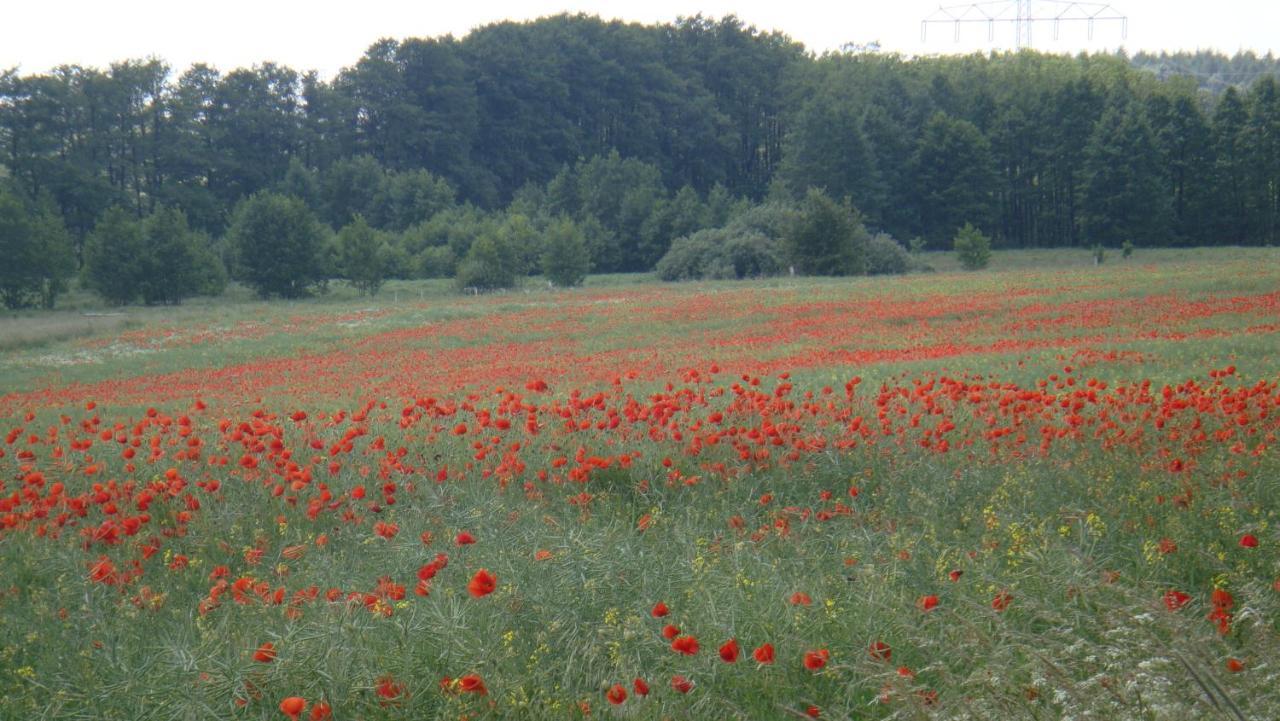 Kleine Auszeit - Natur Und Erholung In Mecklenburg Reimershagen 外观 照片